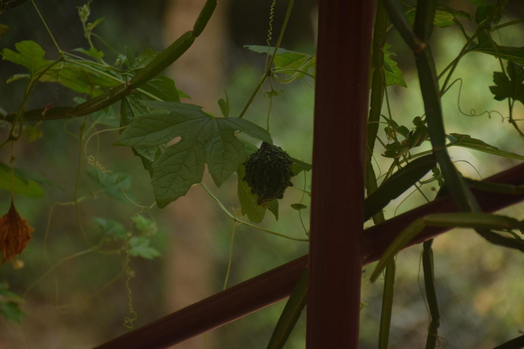 Hotel Travellers Crib Auroville Zewnętrze zdjęcie